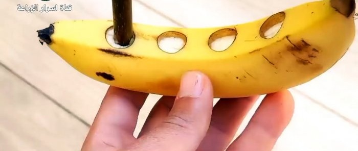 Come germinare le talee usando una banana