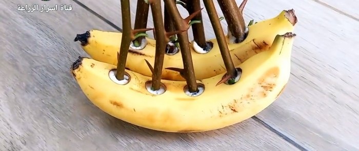 Come germinare le talee usando una banana