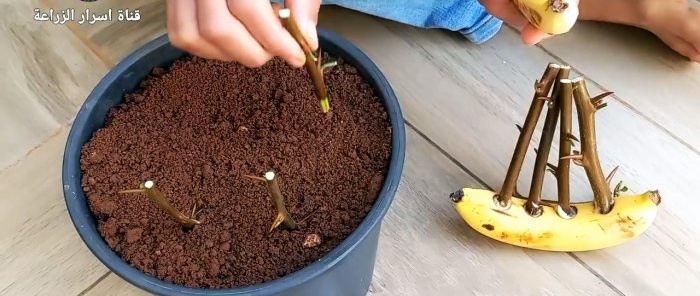 Come germinare le talee usando una banana