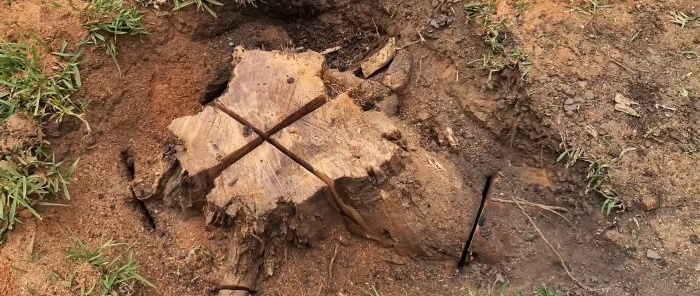 Come rimuovere un ceppo d'albero utilizzando cunei di legno