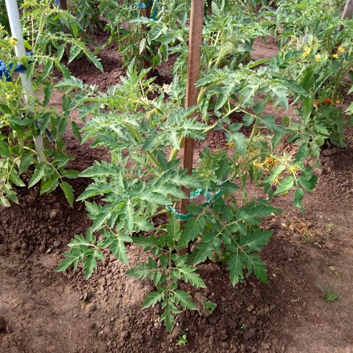 How important is it to tie tomatoes for a large harvest and how to do it correctly