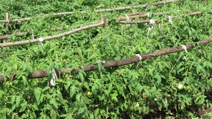 How important is it to tie tomatoes for a large harvest and how to do it correctly