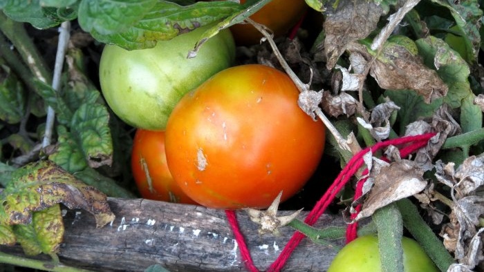 How important is it to tie tomatoes for a large harvest and how to do it correctly