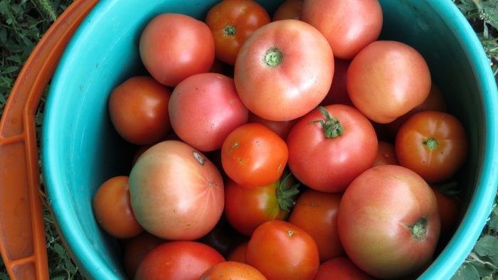 How important is it to tie tomatoes for a large harvest and how to do it correctly