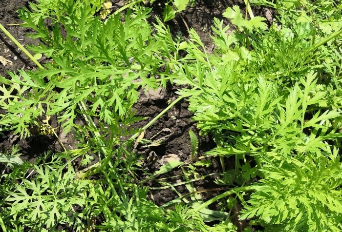 Comment faciliter la plantation des carottes avec du papier toilette