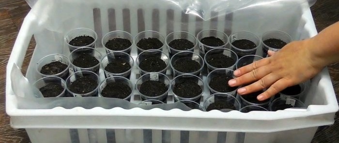 How to grow the strongest seedlings Feeding versus pulling