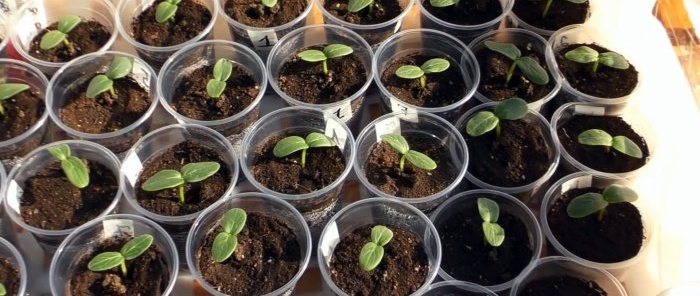 How to grow the strongest seedlings Feeding versus pulling