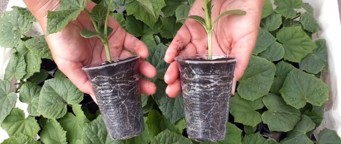 How to grow the strongest seedlings Feeding versus pulling