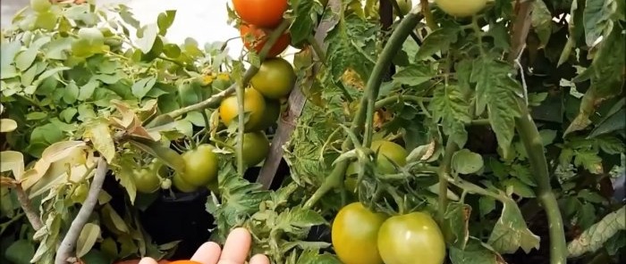 How to grow tomatoes from store-bought ones A method for those who don’t have a garden