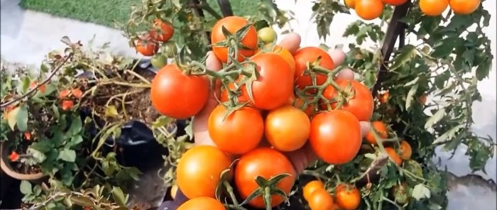 How to grow tomatoes from store-bought ones A method for those who don’t have a garden