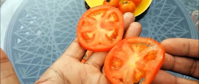 How to grow tomatoes from store-bought ones A method for those who don’t have a garden