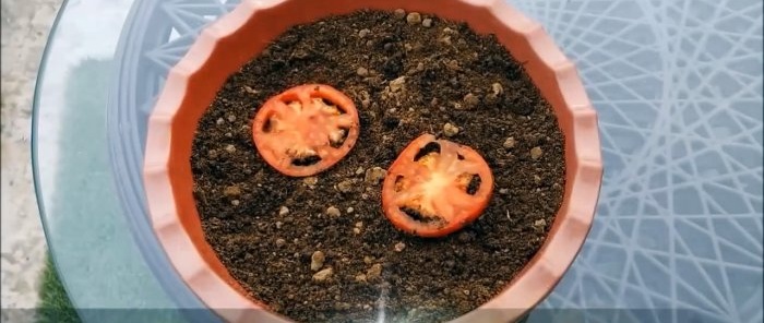 How to grow tomatoes from store-bought ones A method for those who don’t have a garden