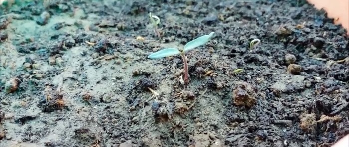 How to grow tomatoes from store-bought ones A method for those who don’t have a garden