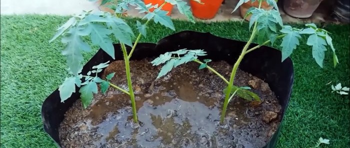 How to grow tomatoes from store-bought ones A method for those who don’t have a garden