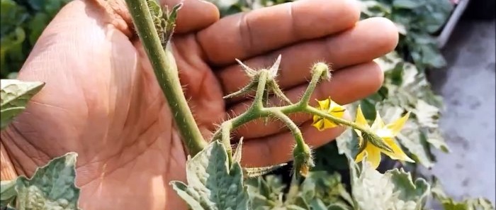 How to grow tomatoes from store-bought ones A method for those who don’t have a garden