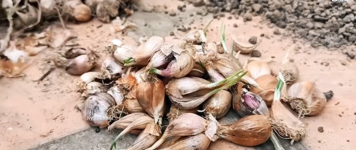 Comment apporter des vitamines à votre famille et économiser de l'argent Méthode de culture d'oignons verts dans un appartement à l'aide d'une bouteille PET