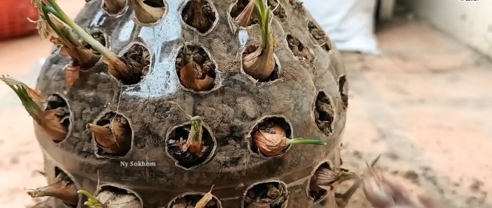 Comment apporter des vitamines à votre famille et économiser de l'argent Méthode de culture d'oignons verts dans un appartement à l'aide d'une bouteille PET