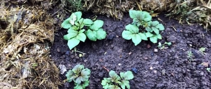 A scientific approach to growing potatoes increases yield by 2 or more times without additional costs