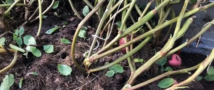 A scientific approach to growing potatoes increases yield by 2 or more times without additional costs