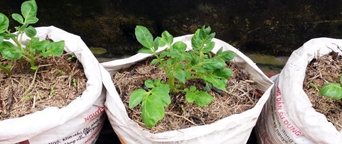 Un mod neașteptat de a cultiva cartofi în pungi Fără parcelă și chiar și pe balcon