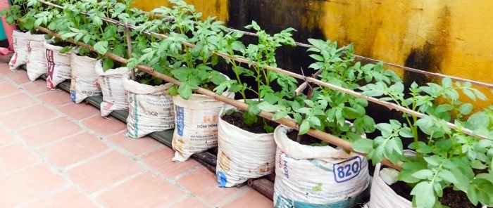 Un mod neașteptat de a cultiva cartofi în pungi Fără parcelă și chiar și pe balcon