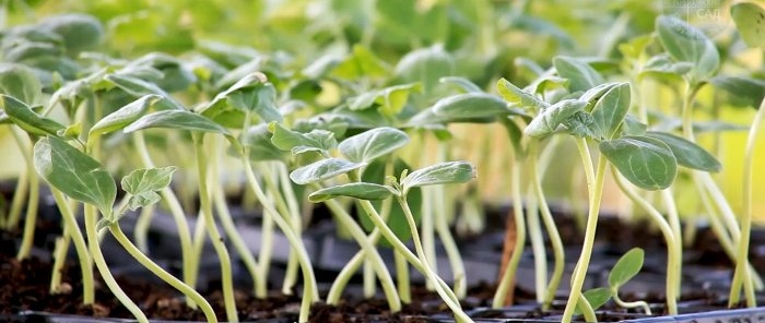 A simple way to prevent seedlings from being pulled