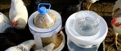 An easy-to-replicate design of a “long-lasting” auto-feeder and auto-drinker for poultry