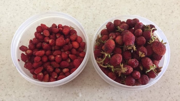 How to properly dry strawberries in the oven