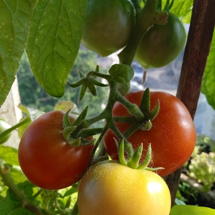 How to speed up the ripening of tomatoes