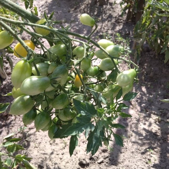 How to speed up the ripening of tomatoes