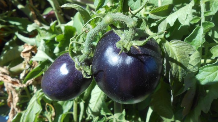 How to speed up the ripening of tomatoes