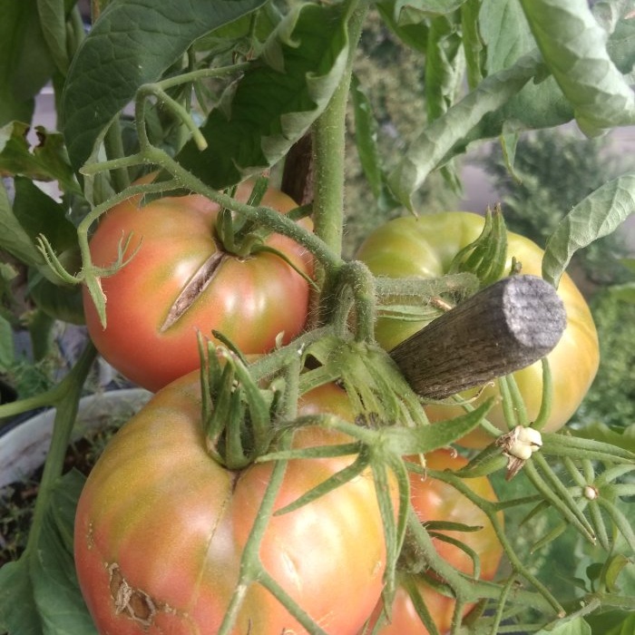 How to speed up the ripening of tomatoes