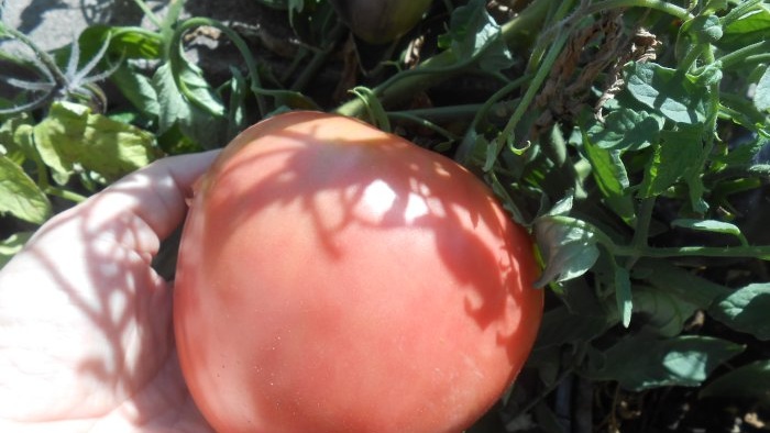 How to speed up the ripening of tomatoes