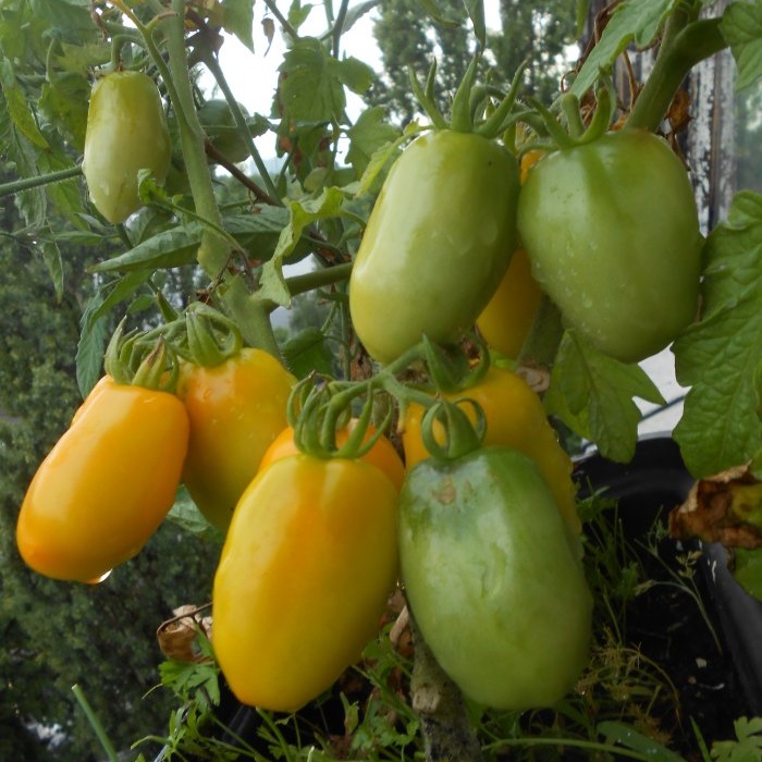 How to speed up the ripening of tomatoes