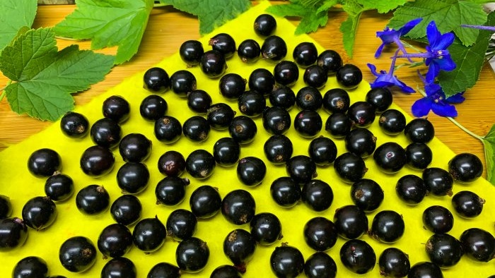 As many as 3 ways to freeze blackcurrants for the winter without sugar