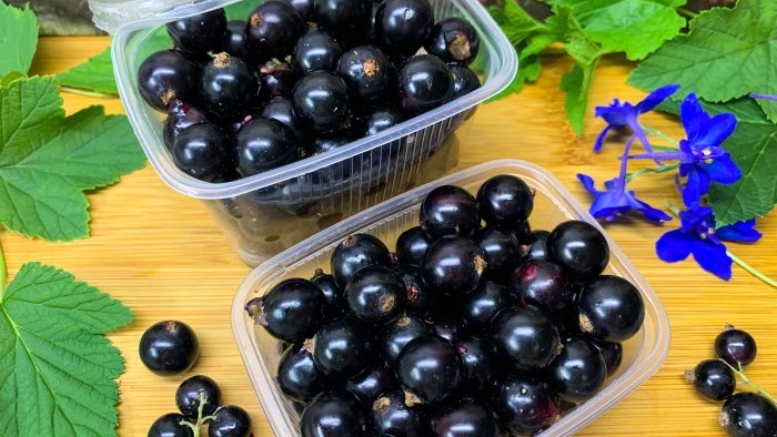 As many as 3 ways to freeze blackcurrants for the winter without sugar