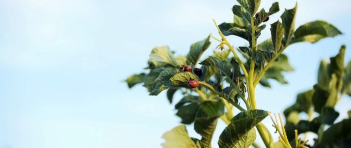 Safe and affordable remedies for the Colorado potato beetle