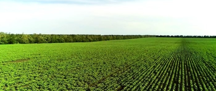 Safe and affordable remedies for the Colorado potato beetle