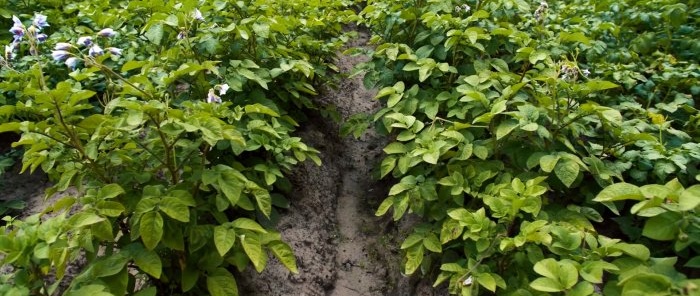 Safe and affordable remedies for the Colorado potato beetle