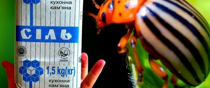 Safe and affordable remedies for the Colorado potato beetle