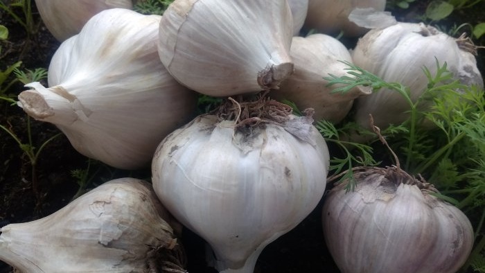 Proper preparation of garlic for long-term storage