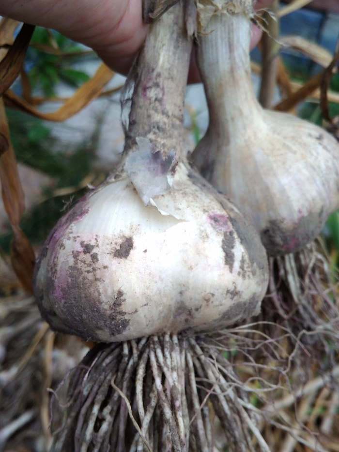 Proper preparation of garlic for long-term storage