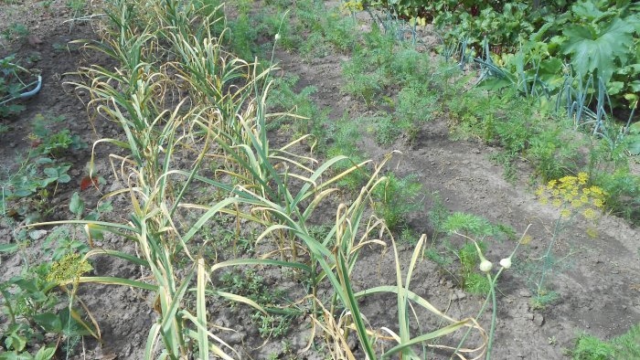 Proper preparation of garlic for long-term storage