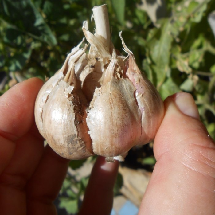 Proper preparation of garlic for long-term storage