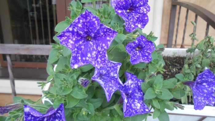 Feeding petunias to extend the flowering period in early autumn