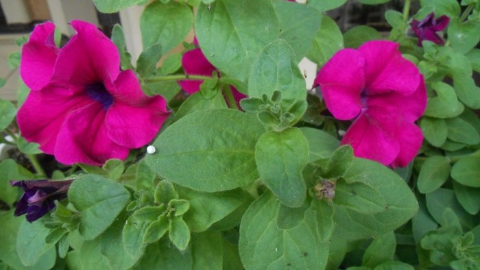 Feeding petunias to extend the flowering period in early autumn