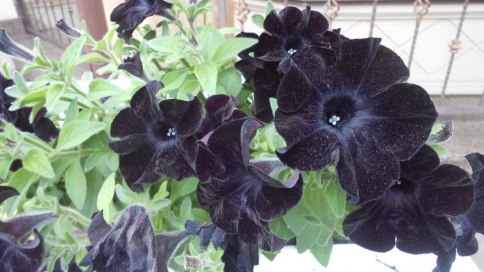 Feeding petunias to extend the flowering period in early autumn