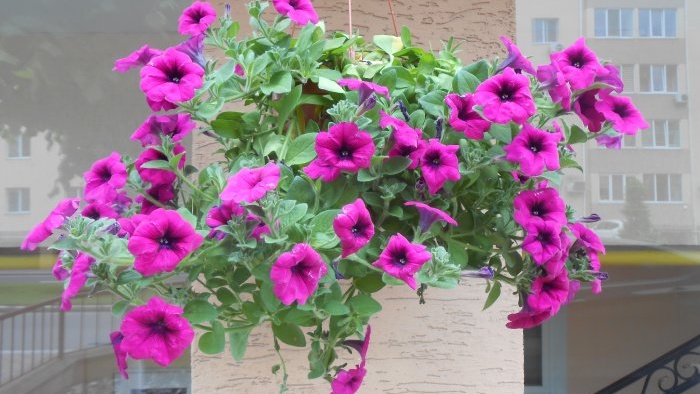 Feeding petunias to extend the flowering period in early autumn