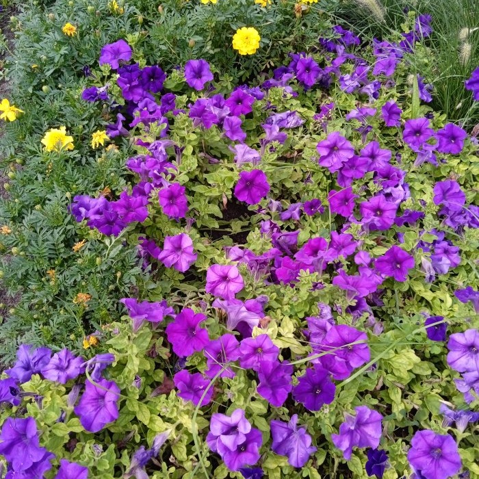 Feeding petunias to extend the flowering period in early autumn