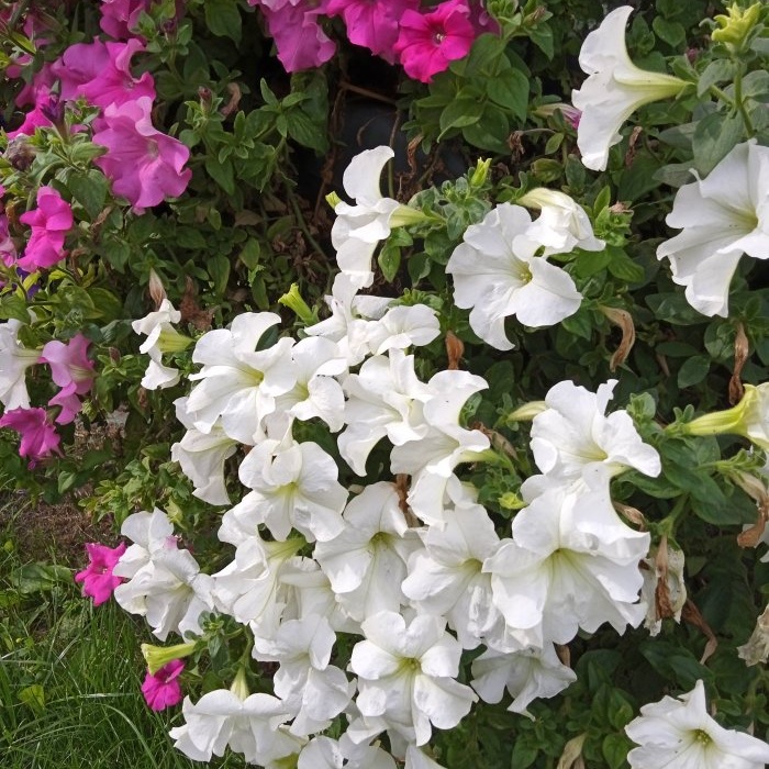 Feeding petunias to extend the flowering period in early autumn